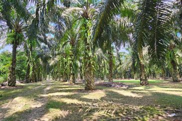 5.200086 acres Palm oil land at Chenderiang, Tapah Perak