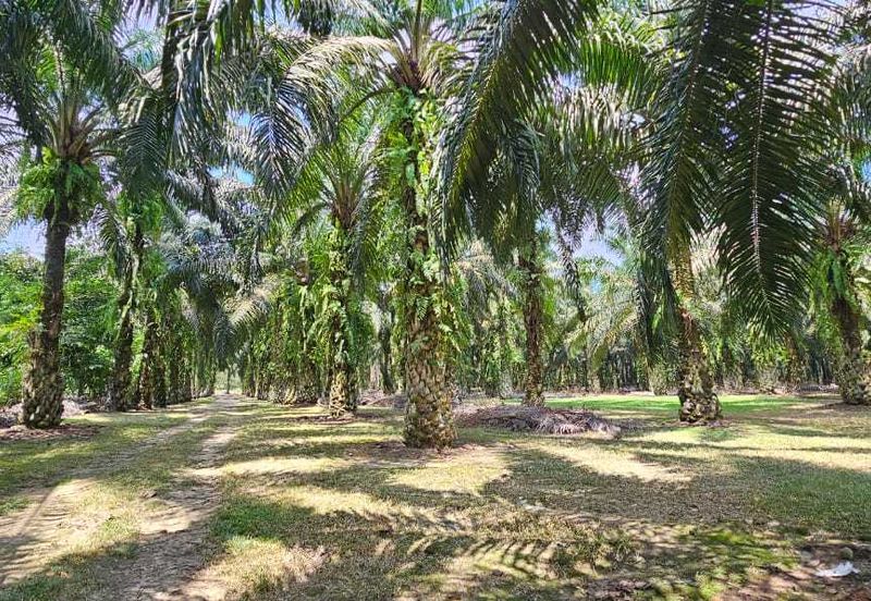5.200086 acres Palm oil land at Chenderiang, Tapah Perak