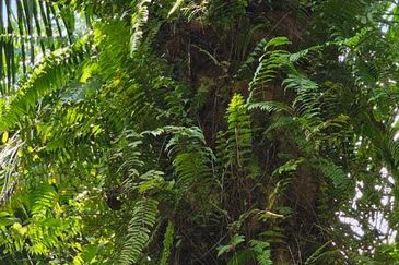 5.200086 acres Palm oil land at Chenderiang, Tapah Perak