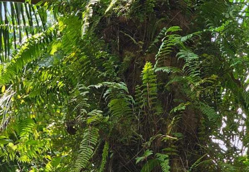 5.200086 acres Palm oil land at Chenderiang, Tapah Perak