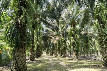5.200086 acres Palm oil land at Chenderiang, Tapah Perak