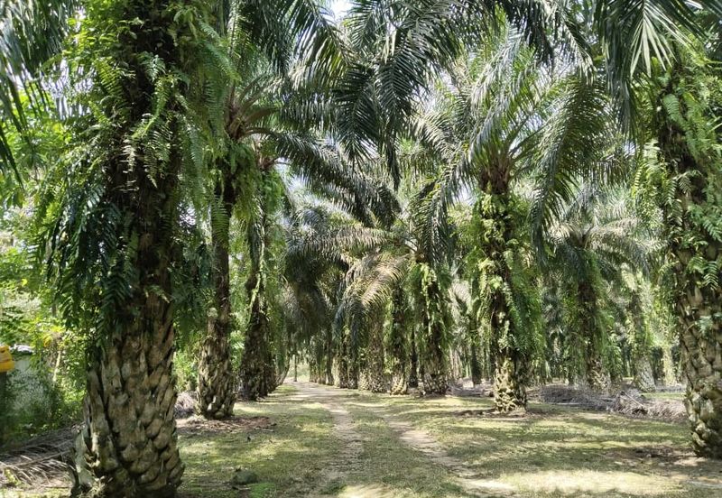 5.200086 acres Palm oil land at Chenderiang, Tapah Perak