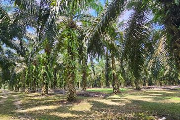5.200086 acres Palm oil land at Chenderiang, Tapah Perak