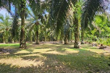 5.200086 acres Palm oil land at Chenderiang, Tapah Perak