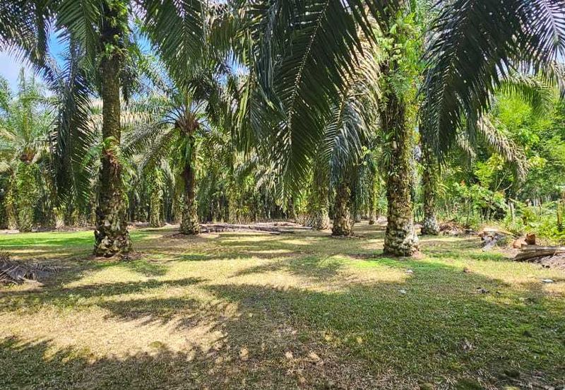 5.200086 acres Palm oil land at Chenderiang, Tapah Perak