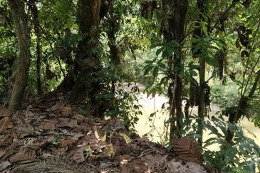 5.200086 acres Palm oil land at Chenderiang, Tapah Perak