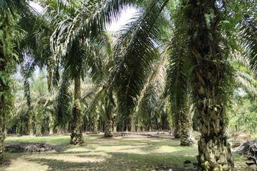 5.200086 acres Palm oil land at Chenderiang, Tapah Perak