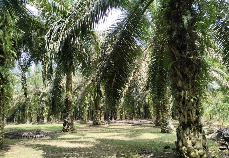 5.200086 acres Palm oil land at Chenderiang, Tapah Perak