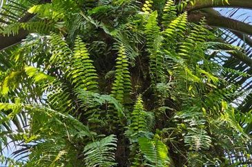 5.200086 acres Palm oil land at Chenderiang, Tapah Perak