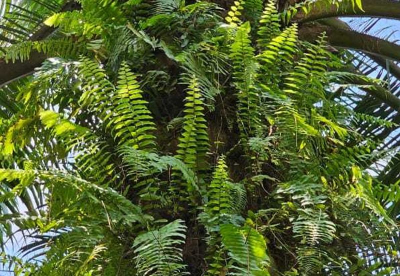 5.200086 acres Palm oil land at Chenderiang, Tapah Perak