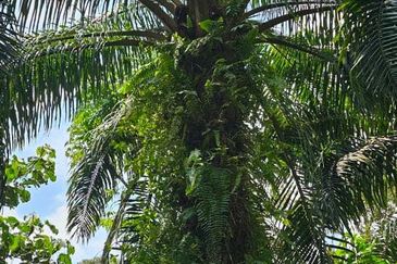 5.200086 acres Palm oil land at Chenderiang, Tapah Perak