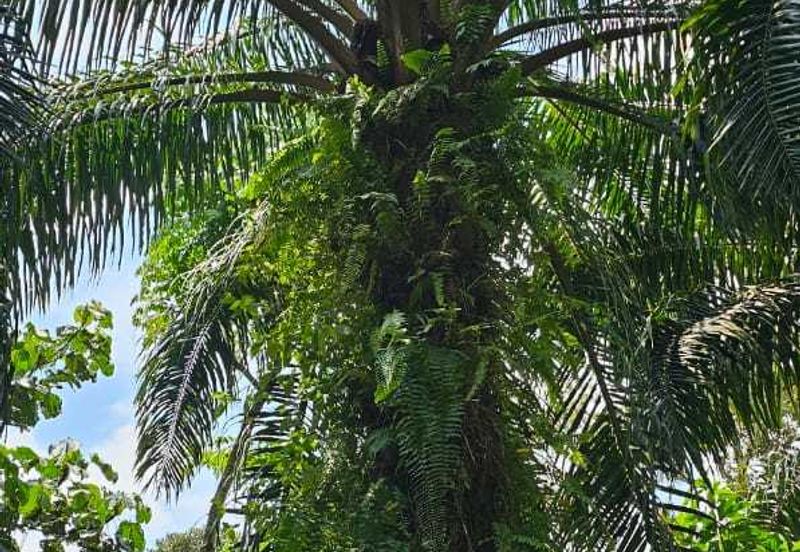 5.200086 acres Palm oil land at Chenderiang, Tapah Perak