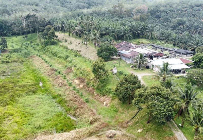 17.82004 acres First Lot Orchard at Jalan Temoh, Temoh Perak