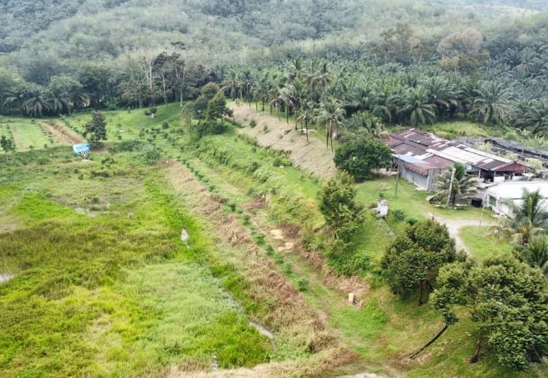 17.82004 acres First Lot Orchard at Jalan Temoh, Temoh Perak