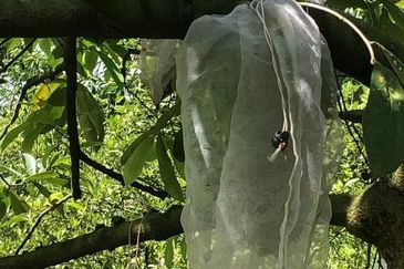 17.82004 acres First Lot Orchard at Jalan Temoh, Temoh Perak