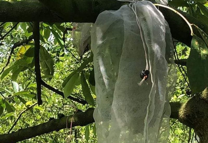 17.82004 acres First Lot Orchard at Jalan Temoh, Temoh Perak