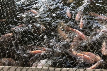 17.82004 acres First Lot Orchard at Jalan Temoh, Temoh Perak