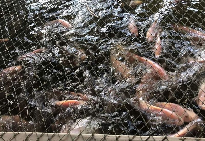 17.82004 acres First Lot Orchard at Jalan Temoh, Temoh Perak