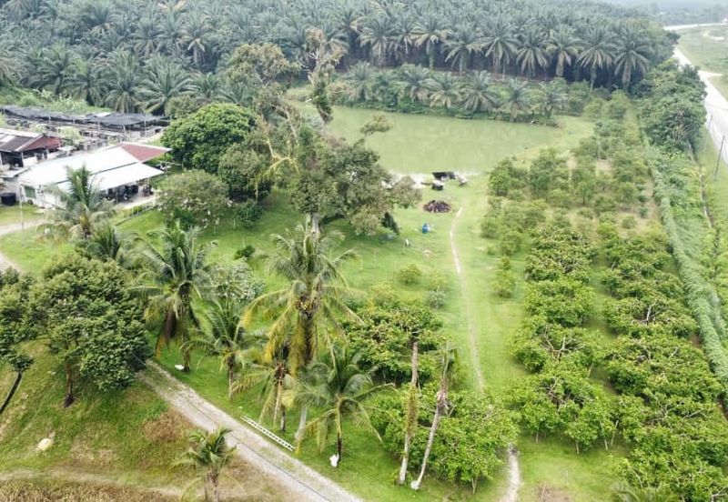17.82004 acres First Lot Orchard at Jalan Temoh, Temoh Perak