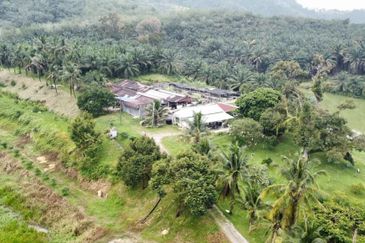 17.82004 acres First Lot Orchard at Jalan Temoh, Temoh Perak