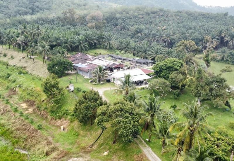 17.82004 acres First Lot Orchard at Jalan Temoh, Temoh Perak