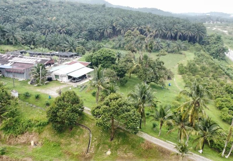 17.82004 acres First Lot Orchard at Jalan Temoh, Temoh Perak