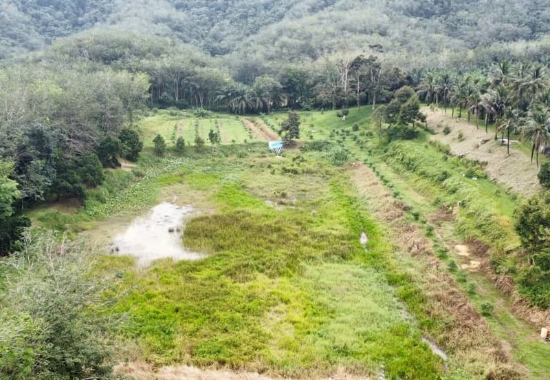 17.82004 acres First Lot Orchard at Jalan Temoh, Temoh Perak