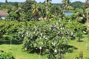 17.82004 acres First Lot Orchard at Jalan Temoh, Temoh Perak