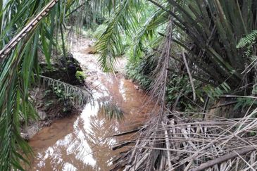 9.43 abandoned rubber estate at Batu Gajah ,Perak