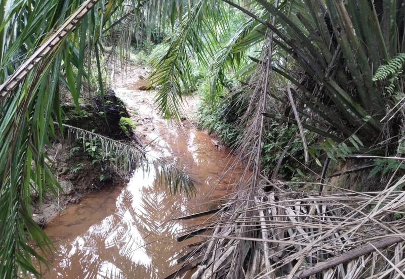 9.43 abandoned rubber estate at Batu Gajah ,Perak