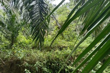 9.43 abandoned rubber estate at Batu Gajah ,Perak