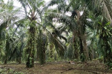 5.11 acres palm oil land at Batu Gajah , Perak