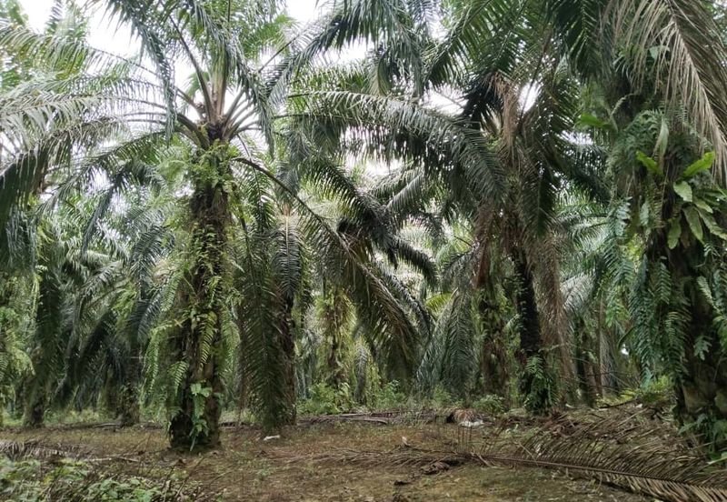 5.11 acres palm oil land at Batu Gajah , Perak