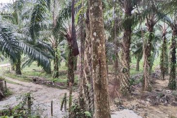 5.11 acres palm oil land at Batu Gajah , Perak