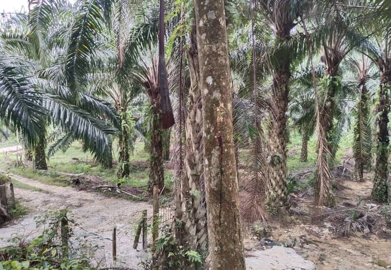 5.11 acres palm oil land at Batu Gajah , Perak