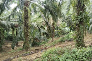 5.11 acres palm oil land at Batu Gajah , Perak