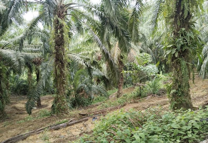 5.11 acres palm oil land at Batu Gajah , Perak