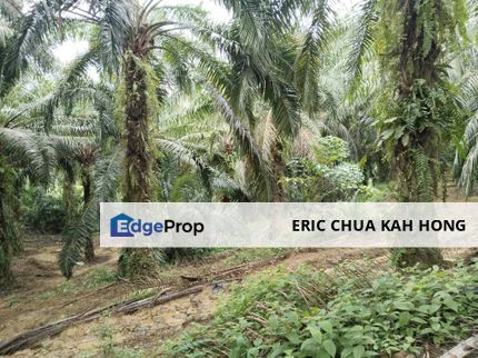 5.11 acres palm oil land at Batu Gajah , Perak, Perak, Batu Gajah