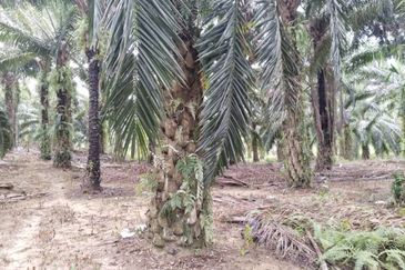 5.11 acres palm oil land at Batu Gajah , Perak