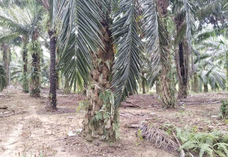 5.11 acres palm oil land at Batu Gajah , Perak