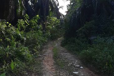 73.4111 acres First Lot Palm oil land at Batu Gajah, Perak
