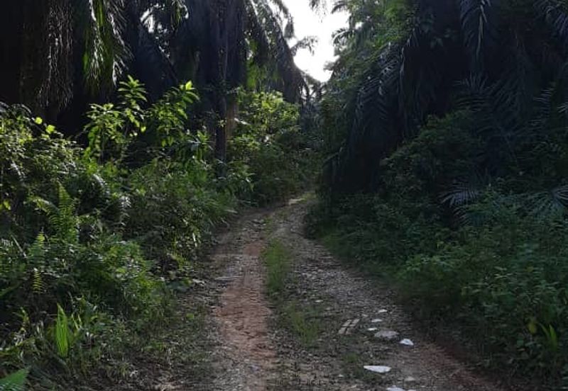 73.4111 acres First Lot Palm oil land at Batu Gajah, Perak