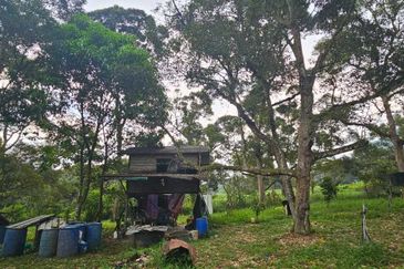 1.969 acres Durian farm at Chenderiang, Tapah Perak