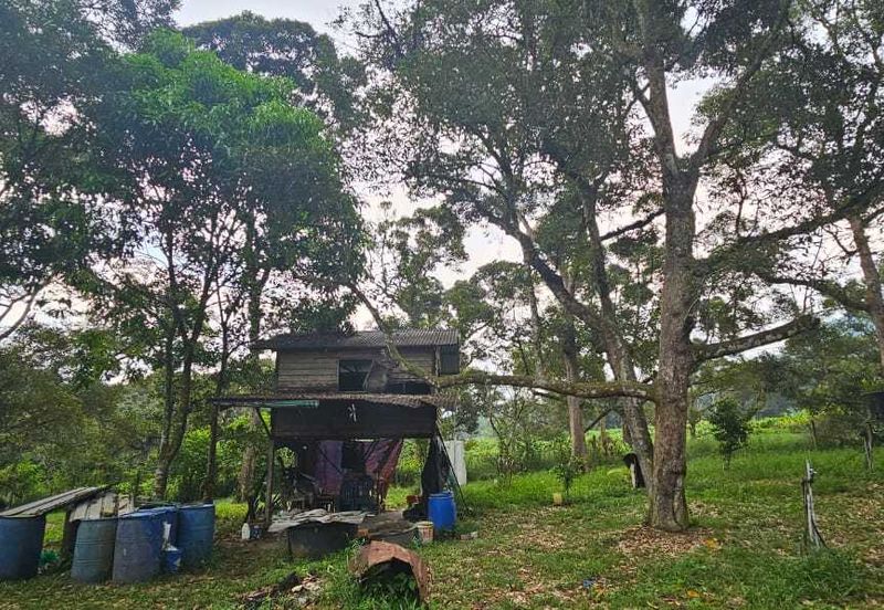 1.969 acres Durian farm at Chenderiang, Tapah Perak