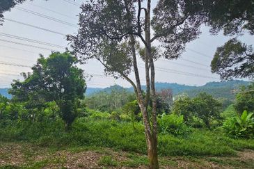 1.969 acres Durian farm at Chenderiang, Tapah Perak