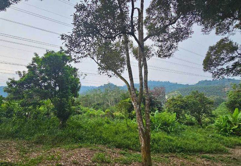 1.969 acres Durian farm at Chenderiang, Tapah Perak