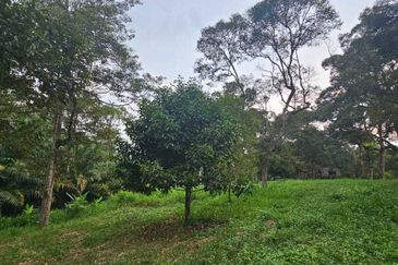 1.969 acres Durian farm at Chenderiang, Tapah Perak