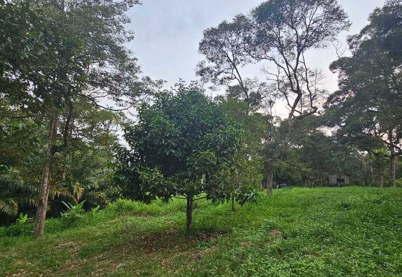 1.969 acres Durian farm at Chenderiang, Tapah Perak