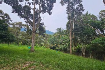 1.969 acres Durian farm at Chenderiang, Tapah Perak