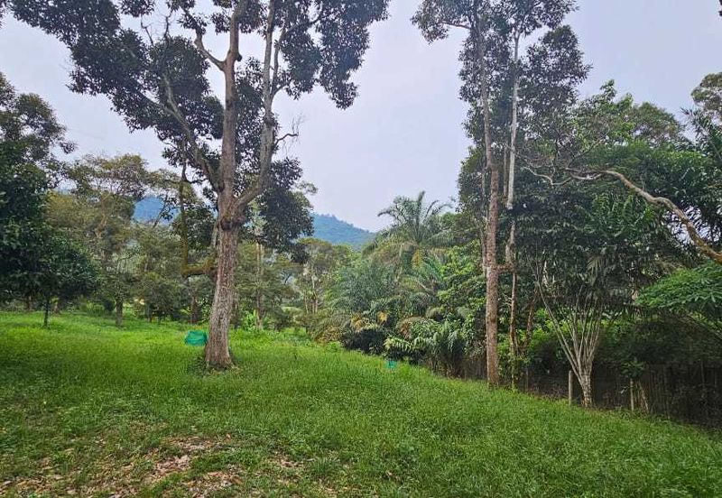 1.969 acres Durian farm at Chenderiang, Tapah Perak